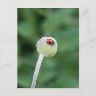 Ladybird Briefkaart