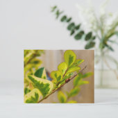 Ladybird Briefkaart (Staand voorkant)