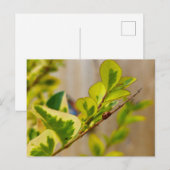 Ladybird Briefkaart (Voorkant / Achterkant)