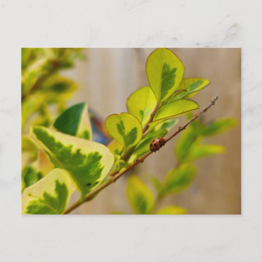 Ladybird Briefkaart (Voorkant)