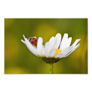Ladybird dans Oxeye Daisy - Impression photo 12" x