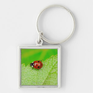 Ladybird die over het blad loopt sleutelhanger
