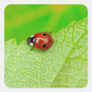 Ladybird die over het blad loopt vierkante sticker