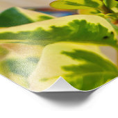 Ladybird Foto Afdruk (Hoek)