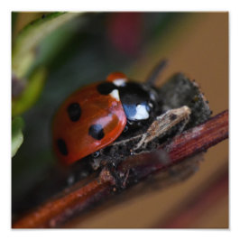 Ladybird Foto Afdruk