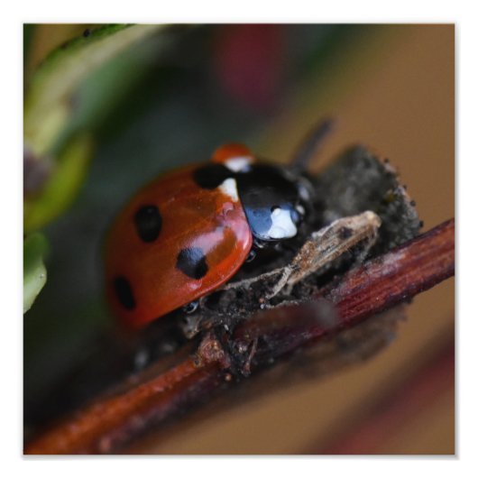 Ladybird Foto Afdruk (Voorkant)
