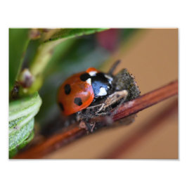 Ladybird Foto Afdruk