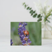 Ladybird houdt van lavendel briefkaart (Staand voorkant)