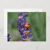 Ladybird houdt van lavendel briefkaart (Voorkant / Achterkant)