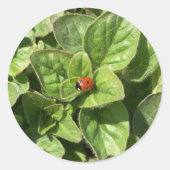 Ladybird in het Park Ronde Sticker (Voorkant)