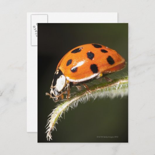 Ladybird op blad, Ladybug op blad Briefkaart (Voorkant / Achterkant)
