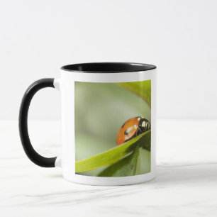 Ladybird op blad, Ladybug op blad Mok