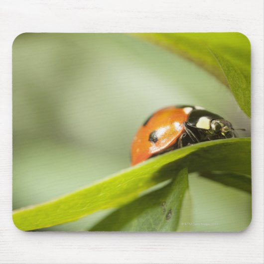 Ladybird op blad, Ladybug op blad Muismat (Voorkant)
