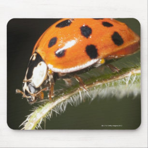 Ladybird op blad, Ladybug op blad Muismat