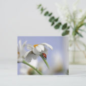 Ladybird op bloem briefkaart (Staand voorkant)