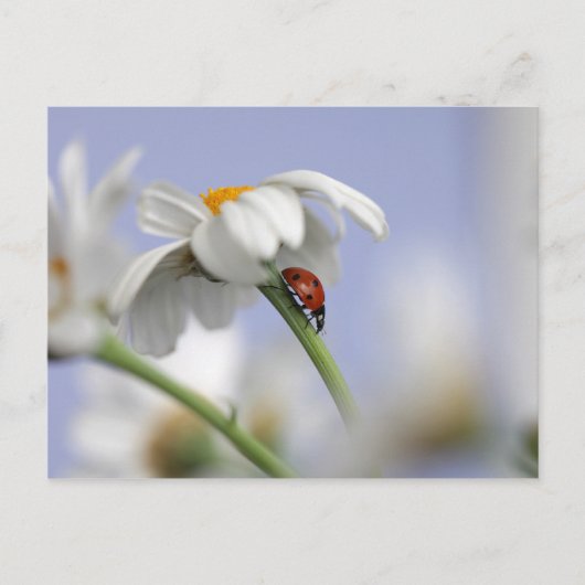 Ladybird op bloem briefkaart (Voorkant)