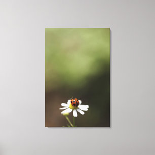 Ladybird op Chamomile Flower Canvas Afdruk