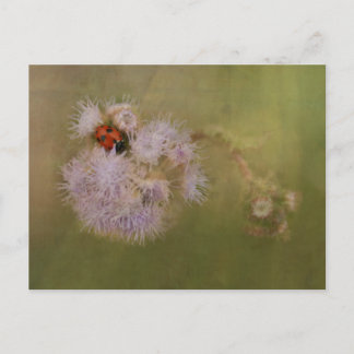 Ladybird op Paarse Dandelion Briefkaart