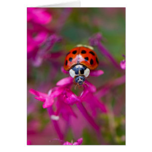 Ladybird rouge noire sur les fleurs roses