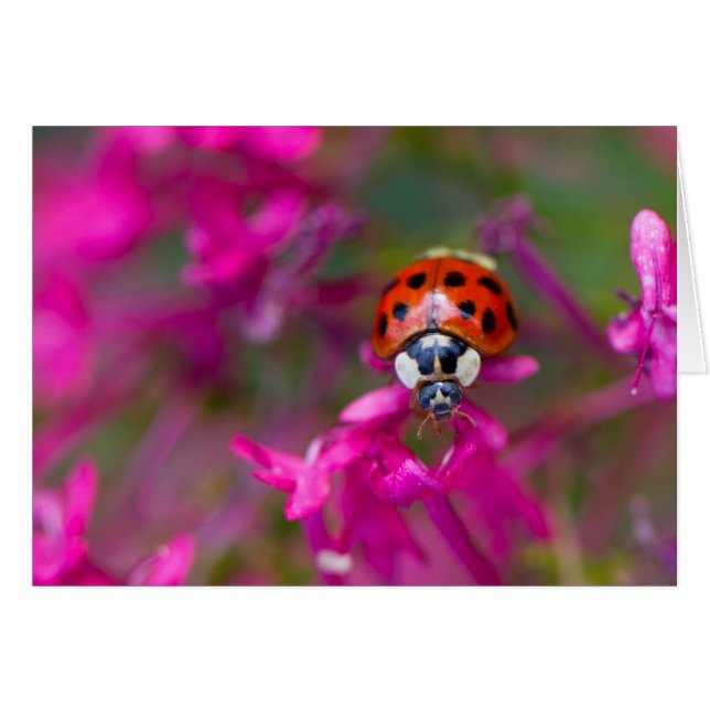 Ladybird rouge noire sur les fleurs roses (Devant horizontal)