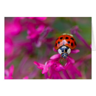Ladybird rouge noire sur les fleurs roses