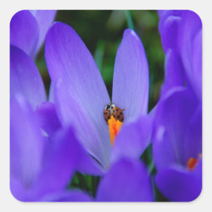 Ladybird Sticker