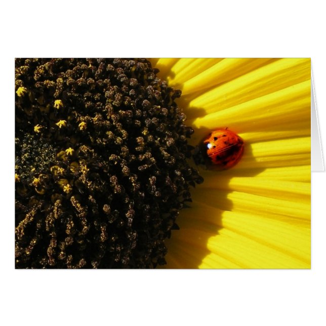 Ladybird sur un tournesol (Devant horizontal)