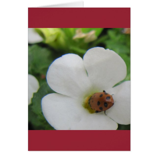 Ladybug (Devant)