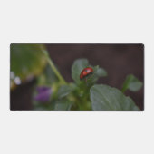 Ladybug (Recto)