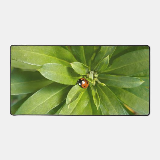 Ladybug (Recto)