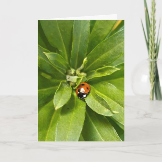 Ladybug (Devant)