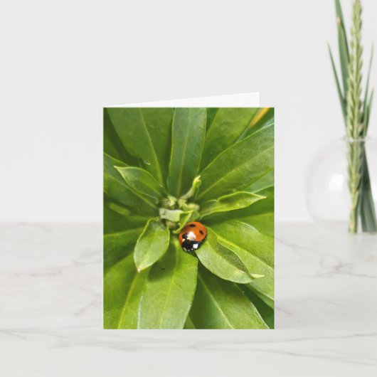 Ladybug (Devant)