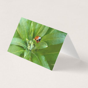 Ladybug
