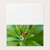 Ladybug (Outside Unfolded)