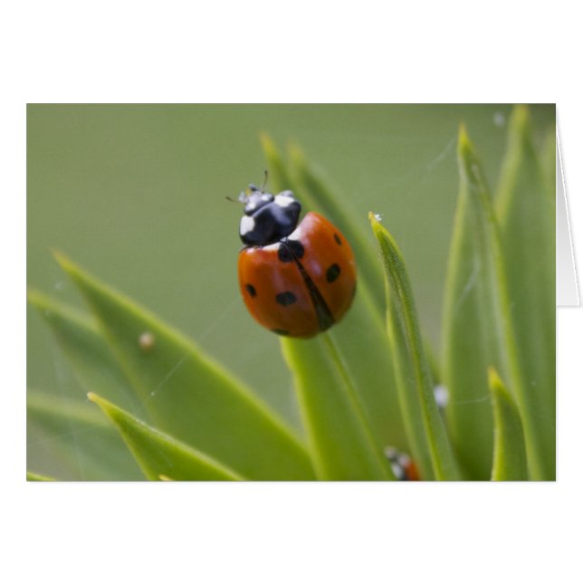 Ladybug (Devant horizontal)