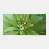 Ladybug (Recto)