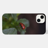 Ladybug (Verso Horizontal)