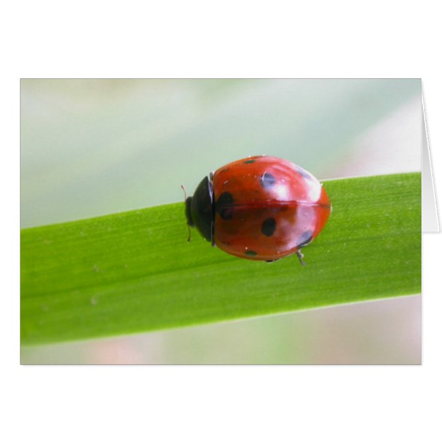 Ladybug (Devant horizontal)