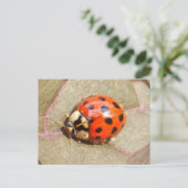 Ladybug 226 ~ carte postale (Debout devant)