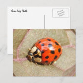 Ladybug 226 ~ carte postale (Devant / Derrière)