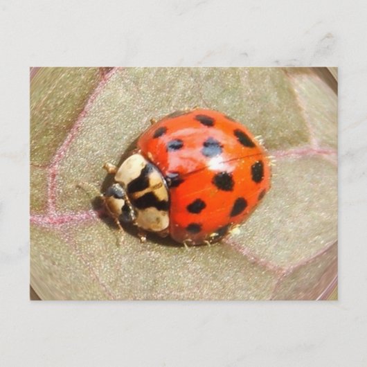 Ladybug 226 ~ carte postale (Devant)