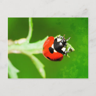 Ladybug avec carte postale feuille verte