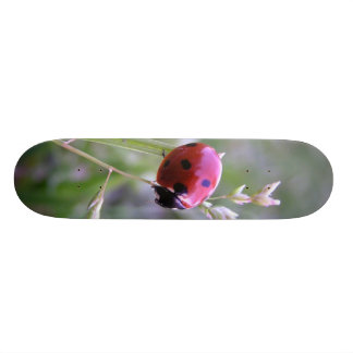 Ladybug board skateboard