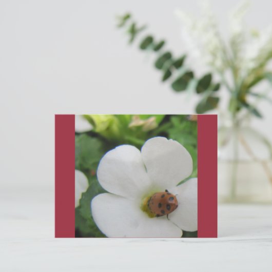 Ladybug Briefkaart (Staand voorkant)