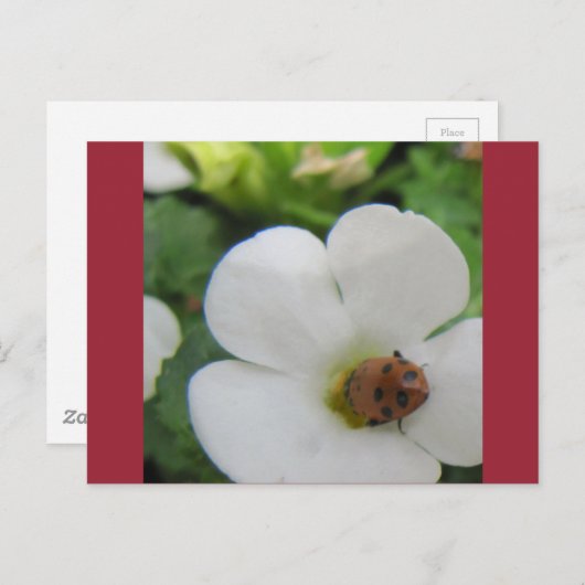 Ladybug Briefkaart (Voorkant / Achterkant)