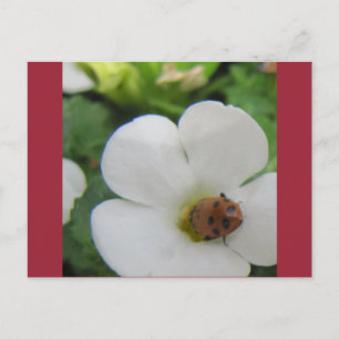 Ladybug Briefkaart