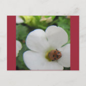 Ladybug Briefkaart (Voorkant)