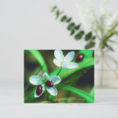 Ladybug Briefkaart (Staand voorkant)