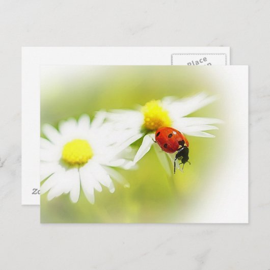 Ladybug Briefkaart (Voorkant / Achterkant)