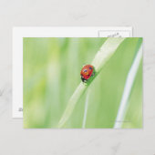 Ladybug Briefkaart (Voorkant / Achterkant)